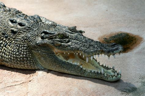 crocodile.